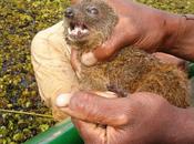espèce carnivore découverte Madagascar