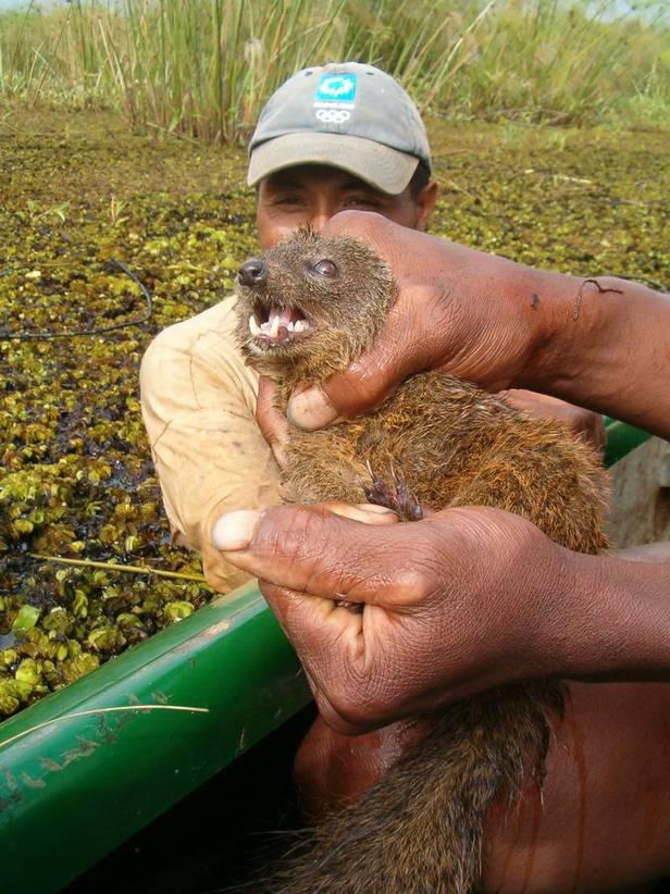 Une espèce de carnivore découverte à Madagascar