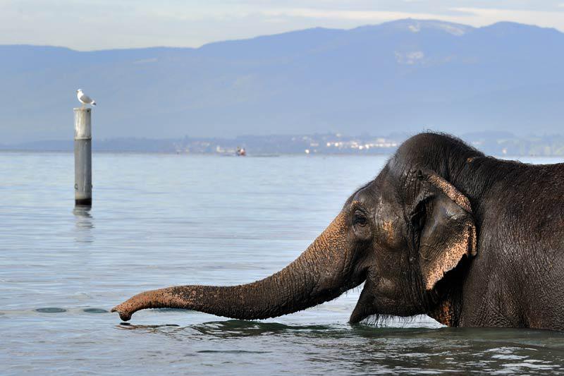 Chaque année, lors de leur passage à Lausanne, les éléphants du cirque Knie se font un plaisir de prendre un bain dans le lac Léman !