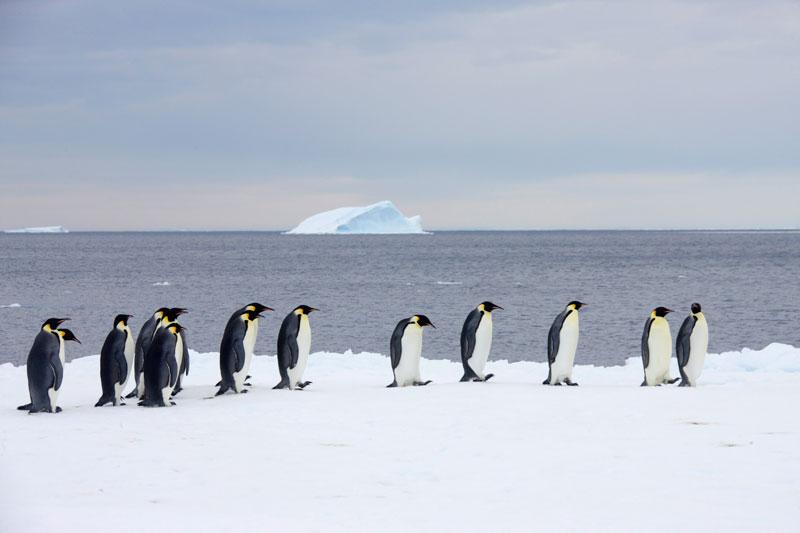 Ces manchots empereurs marchent sur la banquise en mer de Weddel, en Antarctique. En toile de fond, des icebergs qui s’étendent sur ces kilomètres de distance. 