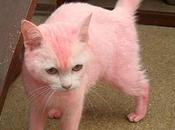 Seriez-vous prête teindre votre chat pour l’assortir cheveux