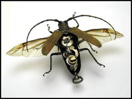 Laboratoire d'insectes de Mike Libby