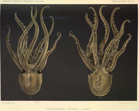 Aquarelle de Mlle Vesque daprès léchantillon conservé dans leau de mer formolée. Faces dorsale (fig.1) et ventrale (fig.2). (1924)