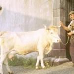 Vache lourdaise à Bourreac 150x150 Jeux de rôles et Téléréalité