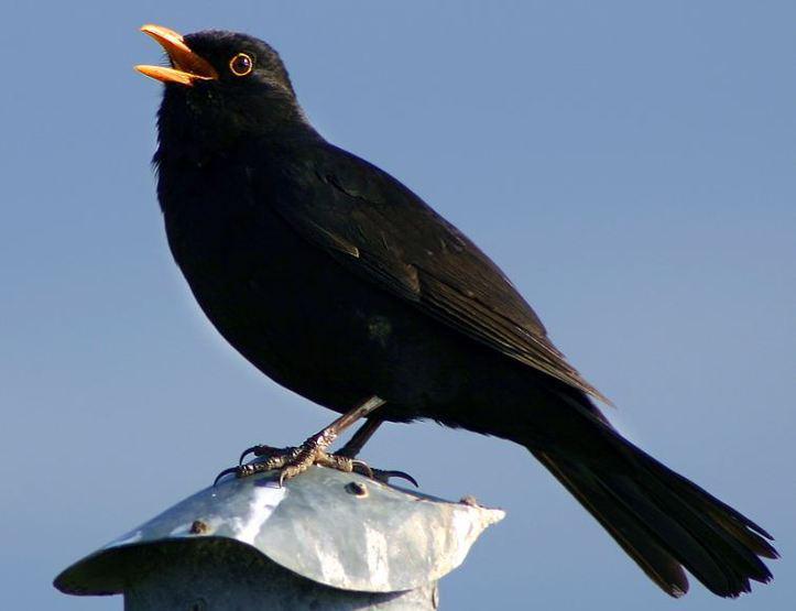 L'IMAGE DU JOUR: Merle