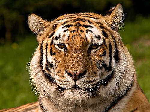 tigre sibérie Bang Bang le WWF se mobilise pour sauver le tigre de Sibérie