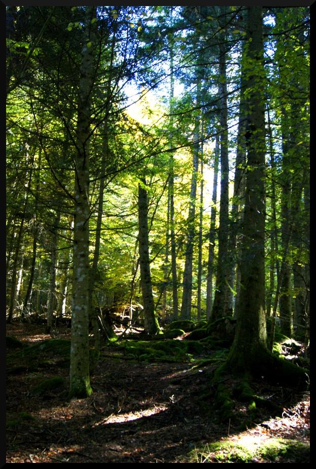 Promenons nous dans les bois !