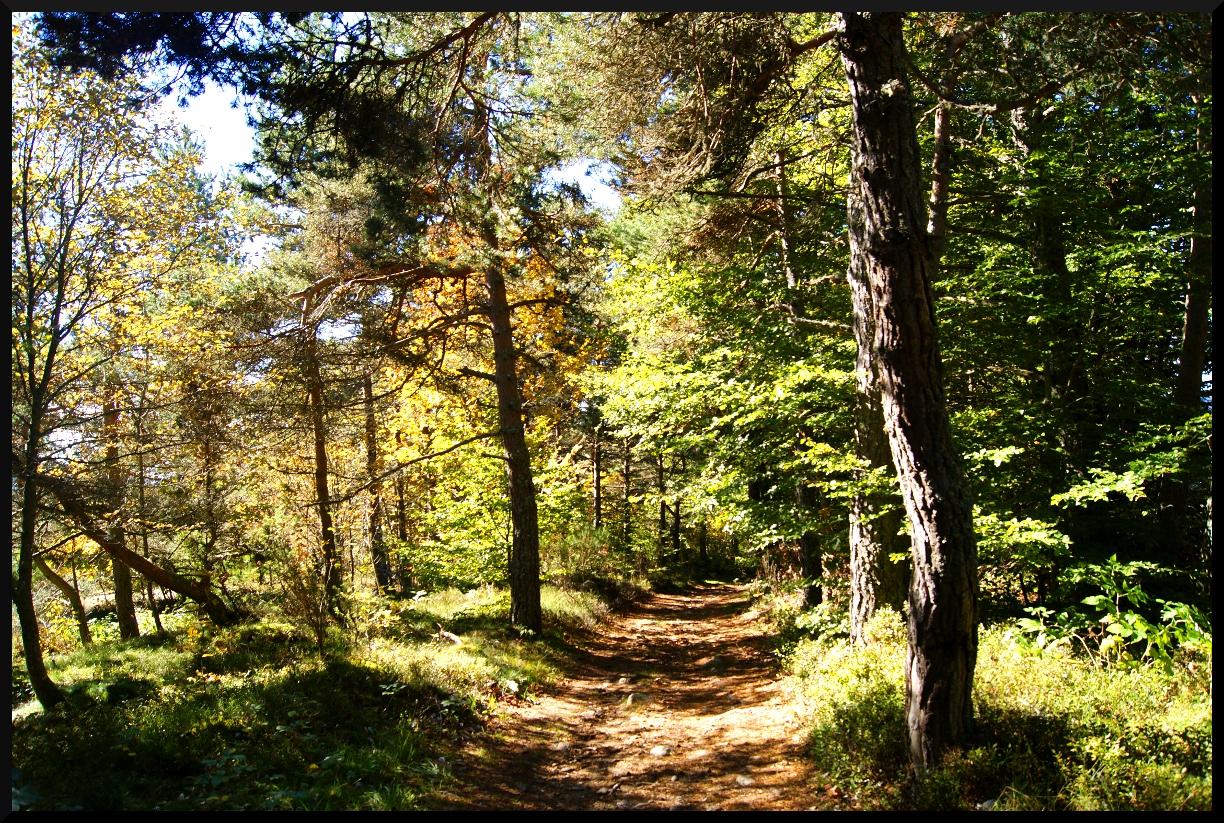 Promenons nous dans les bois !