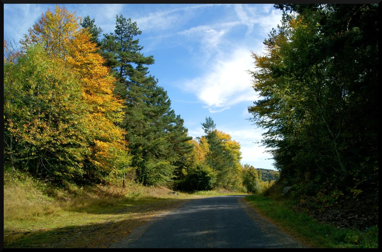 Promenons nous dans les bois !