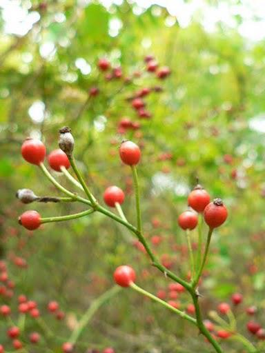 Spivey Mountain en Début d'Automne