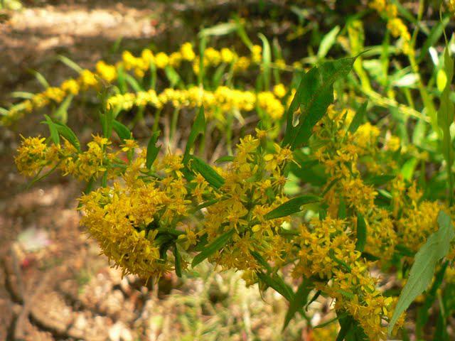 Spivey Mountain en Début d'Automne