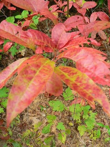Spivey Mountain en Début d'Automne