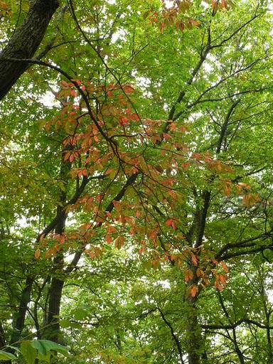 Spivey Mountain en Début d'Automne