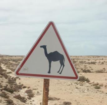panneau-chameau.jpg