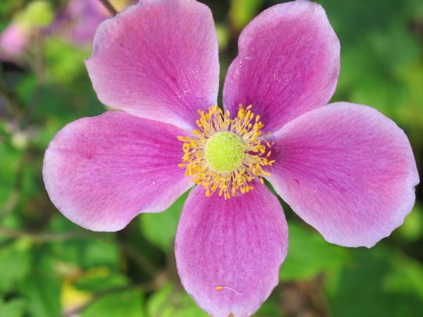 Douceurs rosées à multiplier sans modération