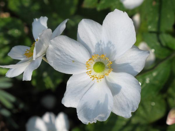 Douceurs rosées à multiplier sans modération