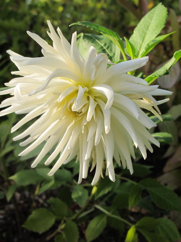 Douceurs rosées à multiplier sans modération