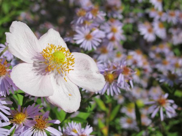 Douceurs rosées à multiplier sans modération