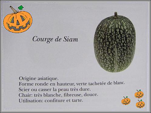 la courge de siam