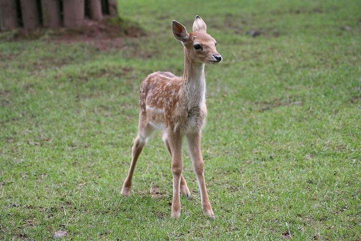 L'IMAGE DU JOUR: Faon