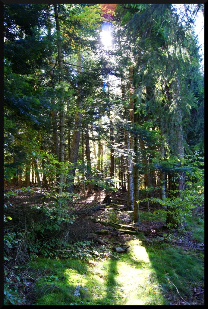 dans les bois !