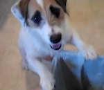 qu'un chien servait rien