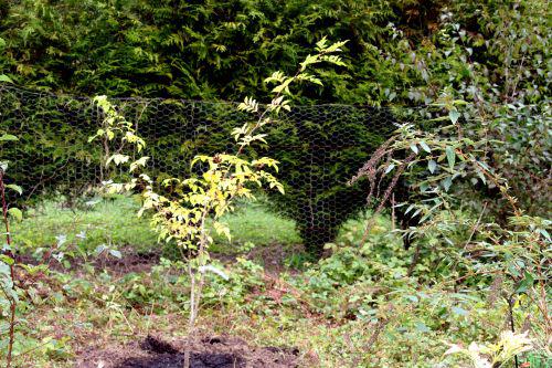 zantho sim romi 15 oct 2010 003.jpg