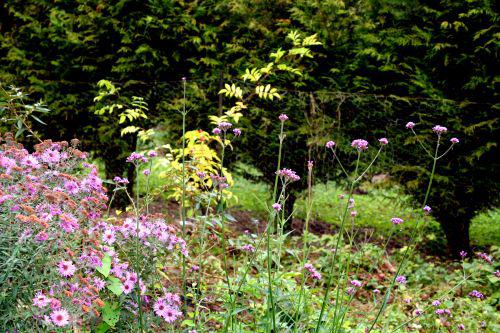 zantho sim asters romi 15 oct 2010 006.jpg