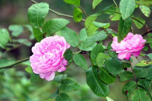 rosa romi 15 oct 2010 007.jpg