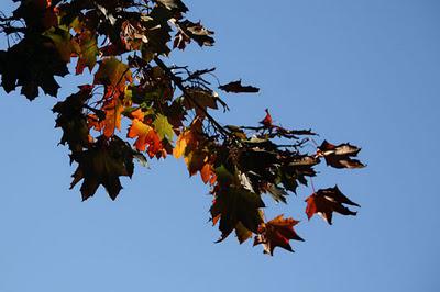 La Pép', couleur d'automne