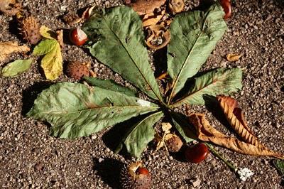 La Pép', couleur d'automne