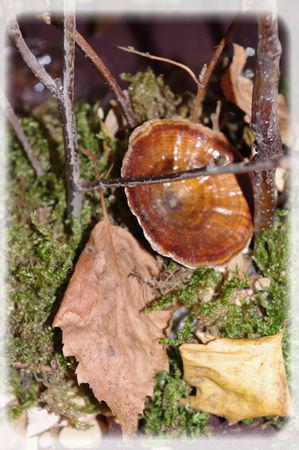 promenons_nous_079_modifi__1