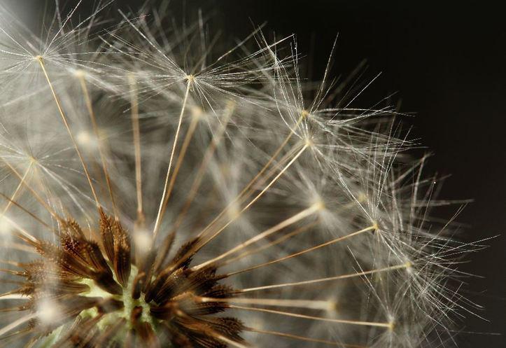 L'IMAGE DU JOUR: Akènes de pissenlit