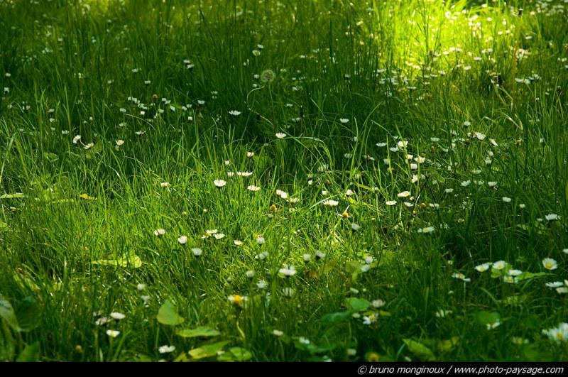 Au premier rayon (Rigyû)