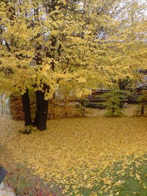 l'automne et ce poème