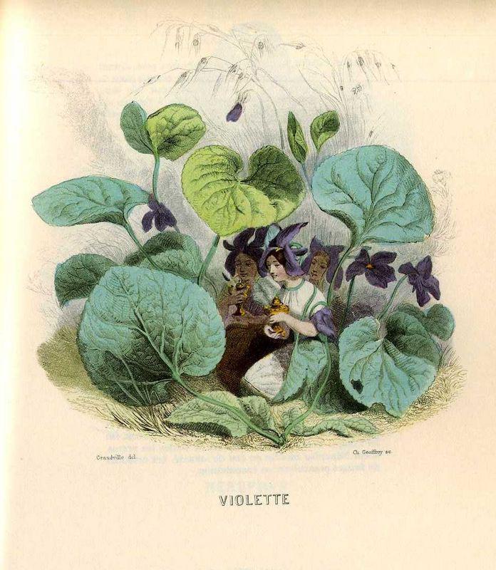 Violette (J.J. Grandville)