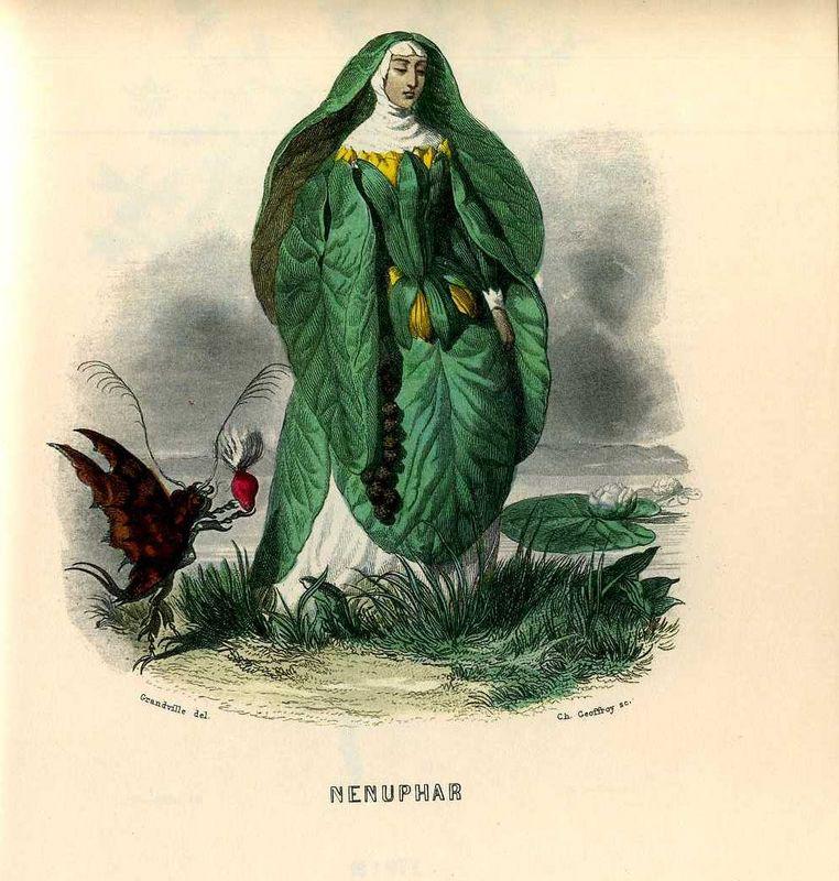 Nénuphar (J.J. Grandville)