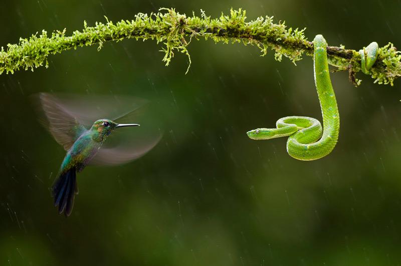 <b></div>VOL HYPNOTIQUE</b>. S’il compte parmi les oiseaux les plus petits au monde, le colibri n’en est pas moins l’un des plus surprenants et des plus courageux, comme le révèle ici son face-à-face hypnotique avec une vipère verte dans une forêt du Costa Rica. Pas question pour lui de se laisser importuner par ce prédateur qui menace son territoire et ses ressources. Plutôt que de fuir, le colibri essaye, par le bourdonnement incessant de ses ailes, dans un vol stationnaire dont lui seul a le secret, de troubler la quiétude du reptile qui, bientôt las de devoir souffrir cette musique infernale, s’en ira onduler plus loin de branche en branche. 