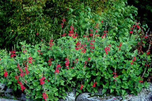 salvia darcyi massif marnay 18 sept 2010 116.jpg