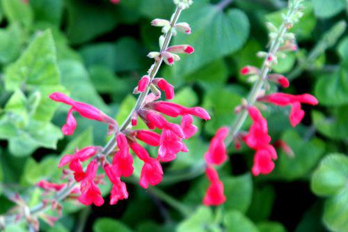 salvia darcyi fl marnay 18 sept 2010 118.jpg