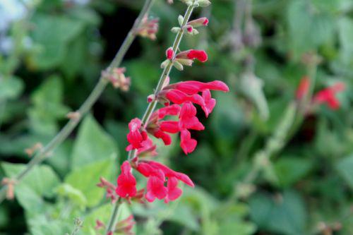 salvia darcyi fl marnay 18 sept 2010 117.jpg