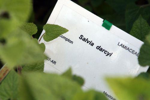 salvia darcyi étiq marnay 18 sept 2010 119.jpg