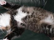 Bonne fête chats blogueuses