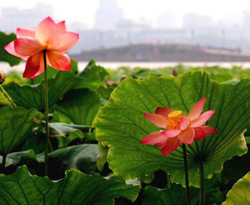 Ô fleurs de lotus (Otokuni)