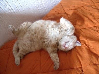 Pâtée à gogo et excès en tous genres : la fête des chats de blogueuses