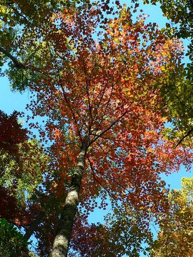 Couleurs d'Automne a Rattlesnake Lodge