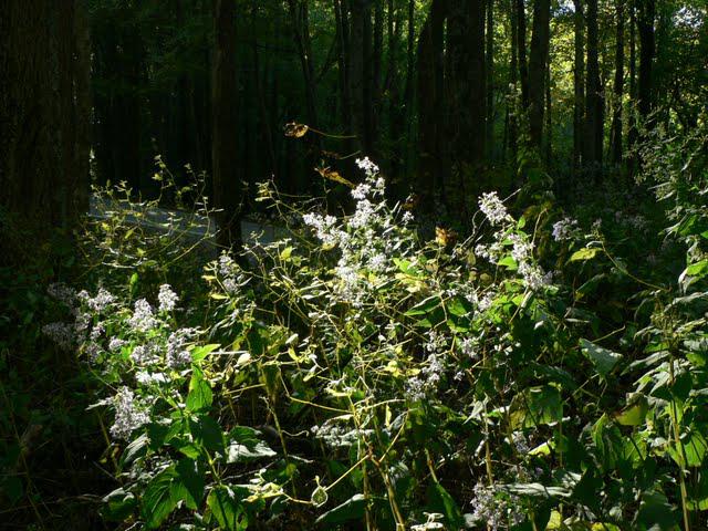 Couleurs d'Automne a Rattlesnake Lodge