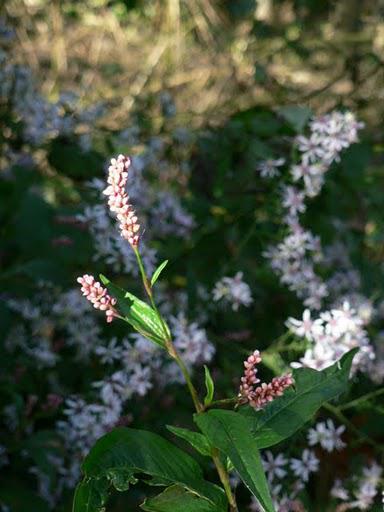 Couleurs d'Automne a Rattlesnake Lodge