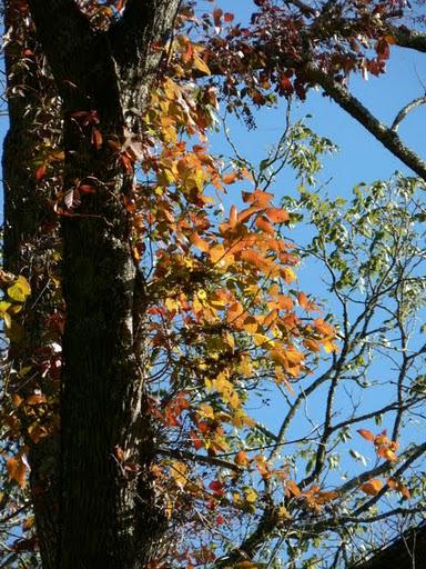 Couleurs d'Automne a Rattlesnake Lodge