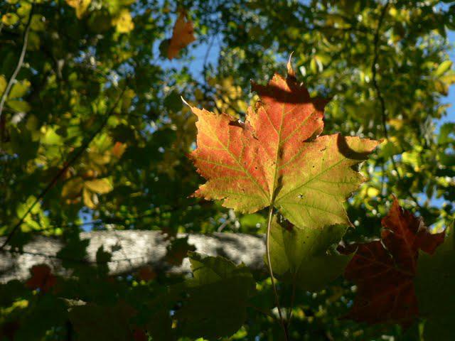 Couleurs d'Automne a Rattlesnake Lodge